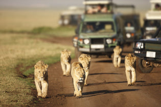 Best Safari Tours in Africa